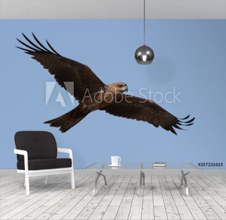 Picture of Black kite Milvus migrans